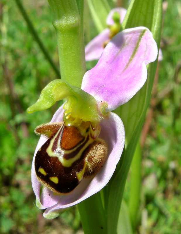 Orchidee del Chianti - Ophrys sphegodes e altre...